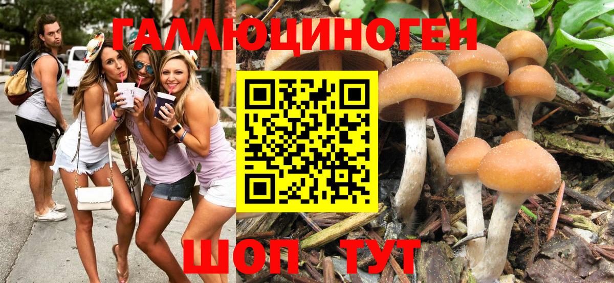 Галлюциногенные грибы Psilocybe Тавда